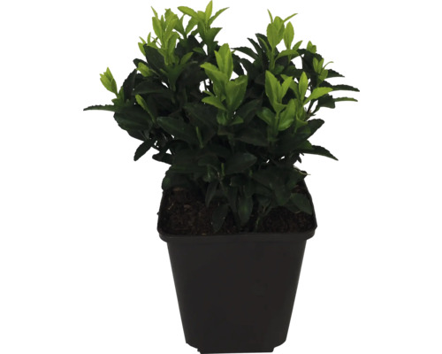 Fusain du Japon en colonne vert FloraSelf Euonymus japonicus "Green Spire" pot Ø 9 cm