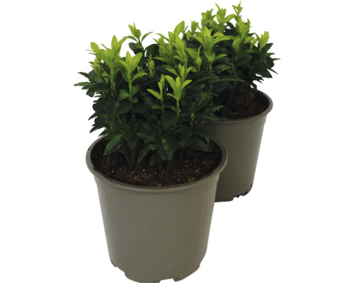 Fusain du Japon en colonne vert FloraSelf Euonymus japonicus "Green Spire" pot Ø 13 cm