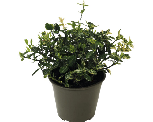 Weißbunte Kriechspindel FloraSelf Euonymus fortunei 'Harlequin' Ø 13 cm Topf