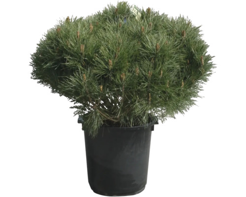 Strauchkiefer, Zwerg-Rotkiefer Pinus densiflora 'Alice Verkade' H 80-100 cm B ca. 80 cm Co 35 L