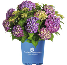 Hortensia Endless Summer® lilas Hydrangea macrophylla 'Summer Love' h 20-35 cm Co 5 L hortensia boule à floraison fréquente-thumb-2