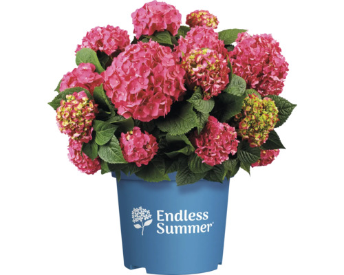 Endless Summer Hortensie in einem Topf