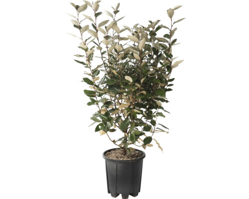 Chalef de Ebbing à feuilles persistantes 'Compacta' FloraSelf Elaeagnus ebbingei 'Compacta' h 60-80 cm Co 9 l Édition anniversaire 35 ans FloraSelf