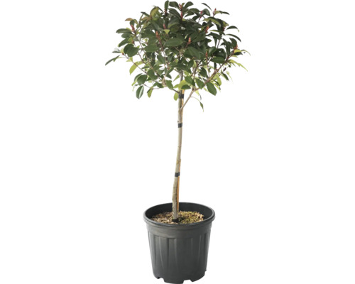 Glanzmispel Stämmchen FloraSelf Photinia fraseri 'Red Robin' Stammhöhe 45 cm Co 15 L