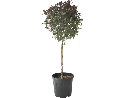 Glanzmispel 'Robusta Compacta' FloraSelf Photinia fraseri 'Robusta Compacta' Stammhöhe 45 cm Co 15 L Glanzmispel 'Robusta Compacta' FloraSelf Photinia fraseri 'Robusta Compacta' Stammhöhe 45 cm Co 15 L