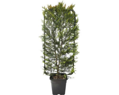 Gelbe Leyland-Zypresse FloraSelf Cupressocyparis leylandii 'Gold Rider' Spalier 110x50 cm Co 18 L