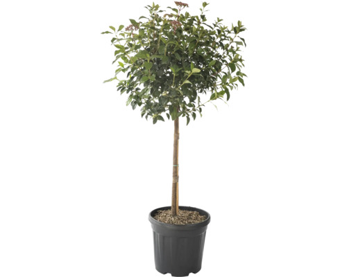 Mittelmeer Schneeball Stämmchen FloraSelf Viburnum tinus Stammhöhe 45 cm Co 15 L Im Topf gezogener Viburnum-Strauch