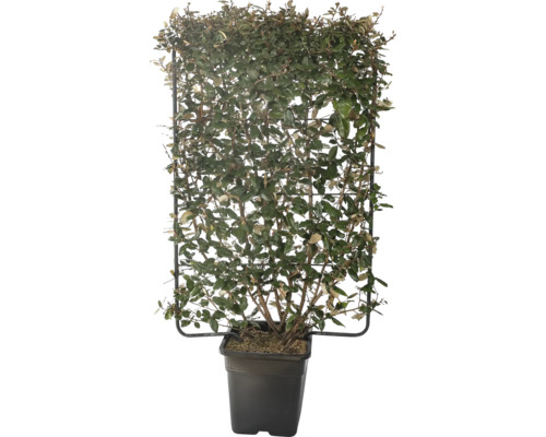 Chalef de Ebbing à feuilles persistantes 'Compacta' espalier FloraSelf Elaeagnus ebbingei 'Compacta' h 120 l 80 cm Co 30 l