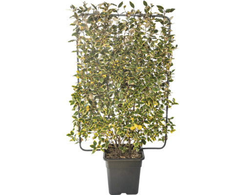 Chalef de Ebbing à feuillage multicolore espalier FloraSelf Elaeagnus pungens 'Vivileg' h 120 cm l 80 cm Co 30 l