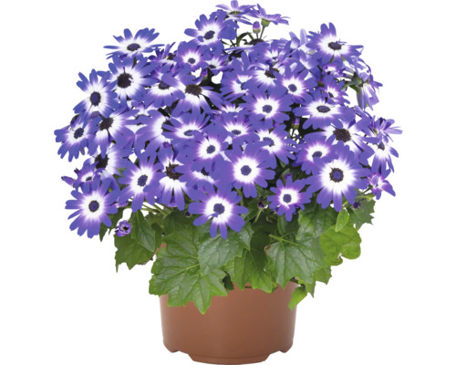 Aschenblume Mandala FloraSelf Pericallis Mandala Ø 15 cm Topf zufällige Sortenauswahl Topf mit Cinerarienblüten