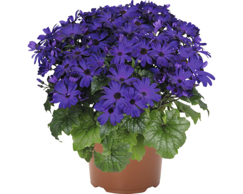 Cineraria en pot