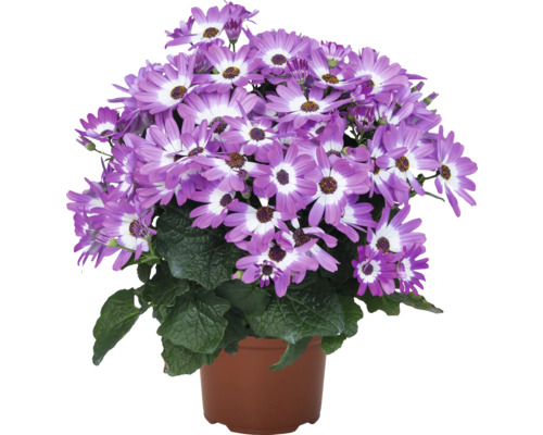 Cineraria en pot