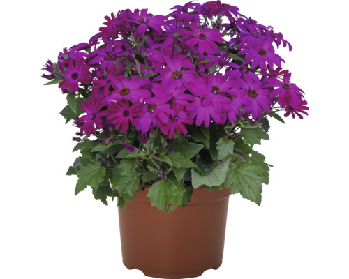 Panier de fleurs avec des fleurs violettes en pot