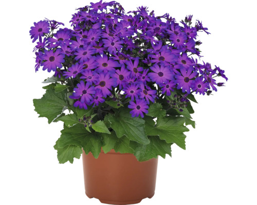 Plante Senetti en pot