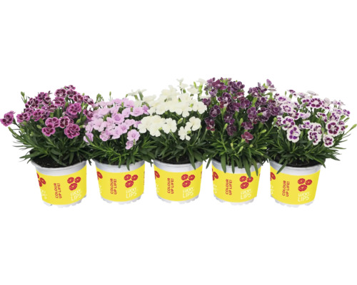 Œillet FloraSelf Dianthus caryophyllus Lucky Lips® pot Ø 10,5 cm sélection aléatoire de variétés