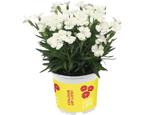 Weisse Nelkenpflanze im Topf