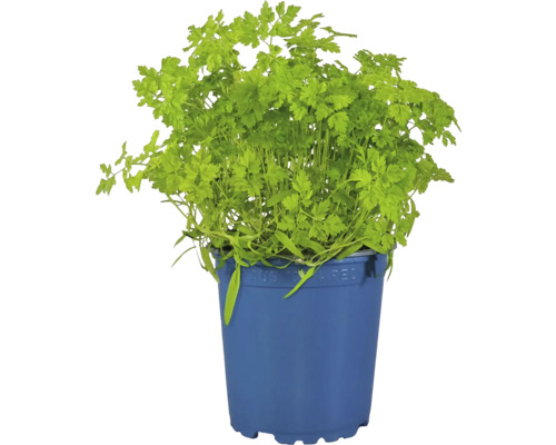 Cerfeuil commun en pot