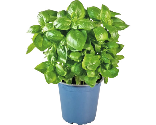 Plant de basilic en pot