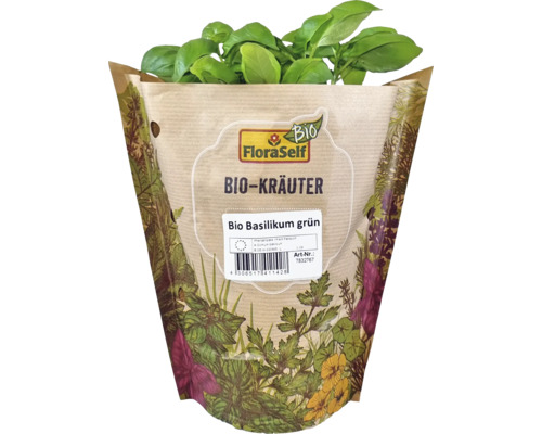 Plant de basilic biologique en pot