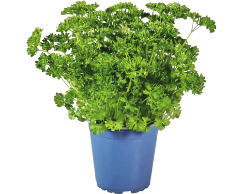 Persil en pot