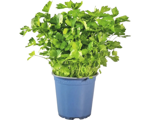 Persil en pot
