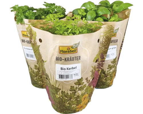 Trois pots d''herbes aromatiques avec du persil, du cerfeuil et du basilic dans un emballage en papier de FloraSelf