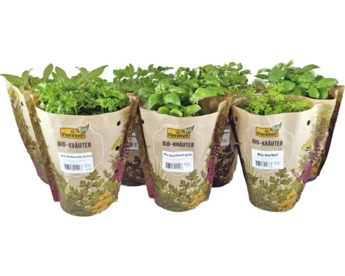 Diverses herbes aromatiques biologiques en pot