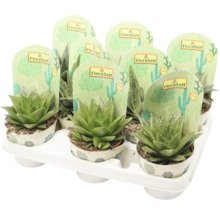 Aloe FloraSelf® différentes variétés pot de 10,5-thumb-0