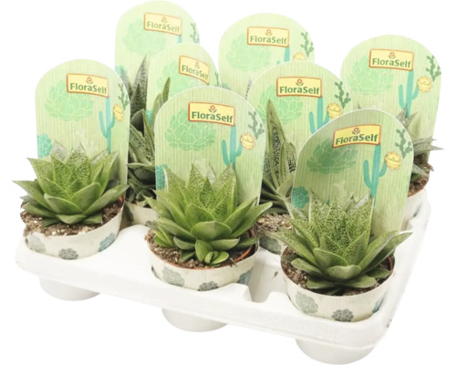 Mélange d'Aloe FloraSelf Aloe h 15-20 cm pot Ø 10 cm sélection aléatoire de variétés Différentes plantes grasses dans un récipient en plastique.