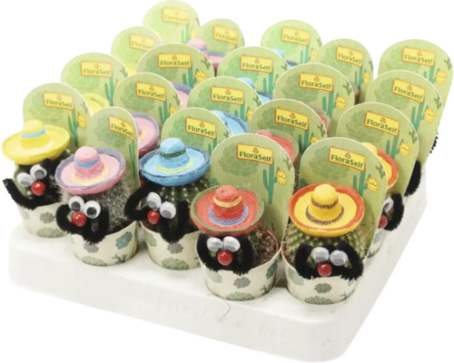 Mélange de cactus mexicains FloraSelf pot Ø 5,5 cm sélection aléatoire de variétés Présentoir de petits cactus avec un sombrero et des yeux