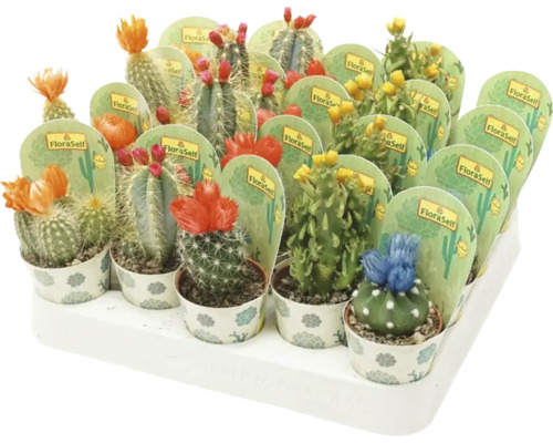 Cactus avec immortelles FloraSelf Cactus H 15-20 cm pot Ø 5,5 cm sélection aléatoire de variétés