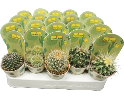 Mélange de cactus FloraSelf pot Ø 5,5 cm sélection aléatoire de variétés
