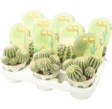 Kaktus FloraSelf Echinocactus H 10,5-11,5 cm pot Ø 10,5 cm assorti-thumb-1