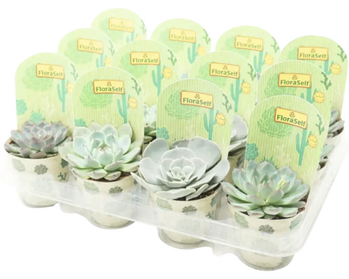 Mélange d'Echeveria FloraSelf Echeveria pot Ø 8,5 cm sélection aléatoire de variétés Plateau de succulentes de la marque FloraSelf