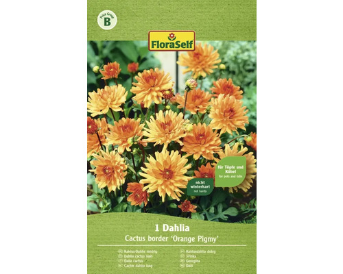 Blumenzwiebel FloraSelf Kaktus-Dahlie 'Orange Pigmy' 1 Stk