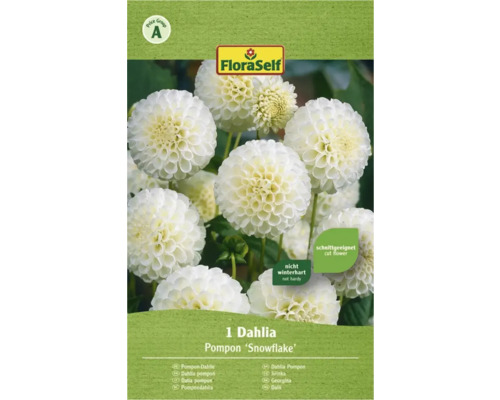 Bulbes de fleurs FloraSelf® Dahlia 'Snowflake' blanc, 1 bulbe