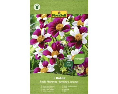 Bulbe FloraSelf® Dahlia 'Smarty' lilas, 1 pièce