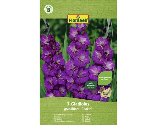 Blumenzwiebel FloraSelf Großblumige Gladiole 'Violetta' 7 Stk