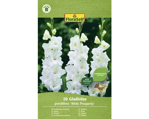 Bulbes de fleurs FloraSelf® Glaïeuls 'White Pr.' blanc, 10 bulbes