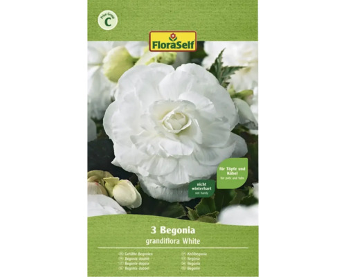 Bulbes de fleurs FloraSelf® Bégonia 'Grandiflora', blanc, 3 bulbes
