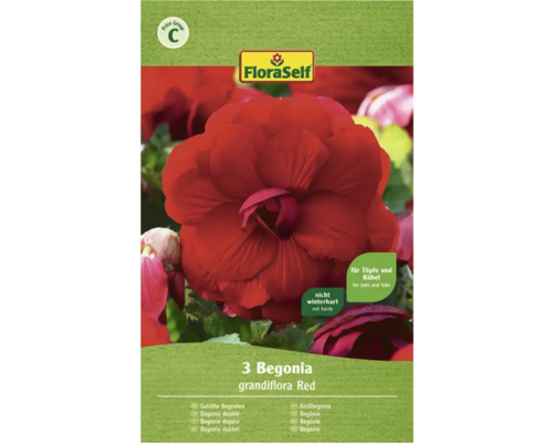 Bulbe FloraSelf® bégonia Grandiflora, rouge, 3 pièces