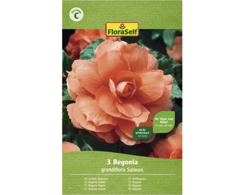 Bulbe FloraSelf® bégonia Grandiflora, rose, 3 pièces