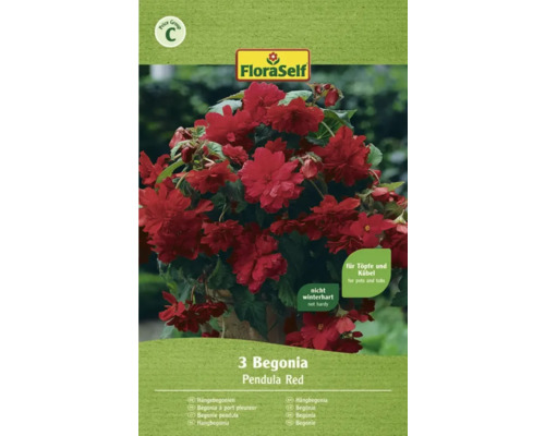 Bulbe FloraSelf® bégonia Pendula, rouge, 3 pièces