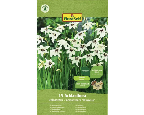 Bulbes de fleurs FloraSelf® Acidanthera blanc, 15 bulbes