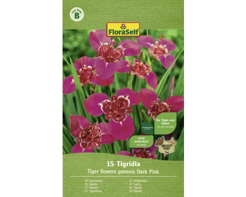 Blumenzwiebel FloraSelf Tigerblume 'Pavonia darfpink' 15 Stk