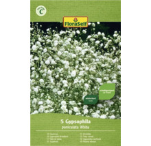 Bulbes de fleurs FloraSelf® Gypsophile blanc 5 unites-thumb-1