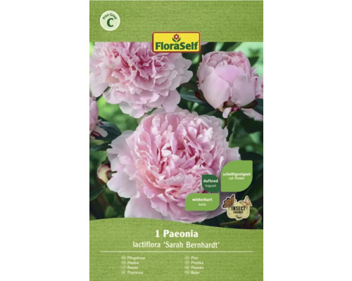 Bulbe FloraSelf® Paeonia 'Sarah Bernhardt' rose, 1 pièce