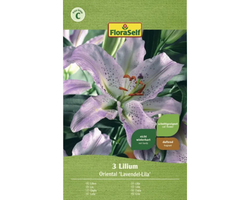 Bulbe FloraSelf® lys 'Lavande orientale' lilas, 3 pièces