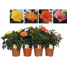 Hibiscus en pot avec différentes couleurs de fleurs.