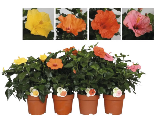 Hibiscus en pot avec différentes couleurs de fleurs.